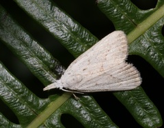 Meganola brunellus