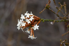 Lysinema ciliatum