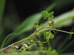 Medicago arabica