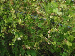 Medicago arabica