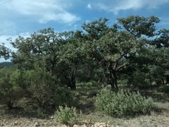 Quercus grisea