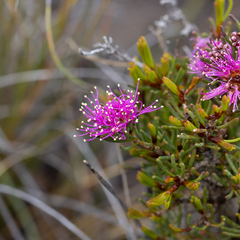 Melaleuca scabra