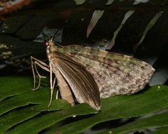 Sauris purpurotincta