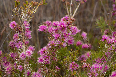 Melaleuca scabra