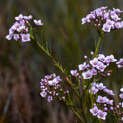 Boronia denticulata