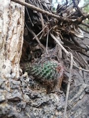 Mammillaria scrippsiana