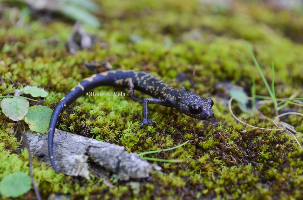 Jaguar Salamander