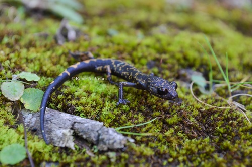 Jaguar Salamander