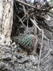 Mammillaria scrippsiana