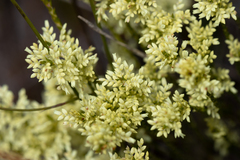 Oligarrhena micrantha