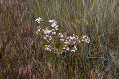 Boronia denticulata