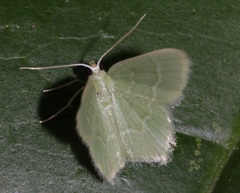 Idiochlora minuscula