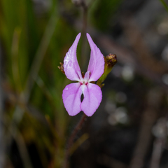 Stylidium macranthum