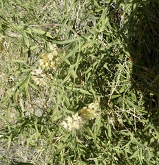 Funastrum hirtellum
