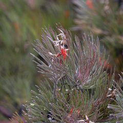 Adenanthos sericeus