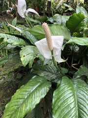 Spathiphyllum wallisii