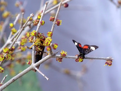 Psychomorpha epimenis
