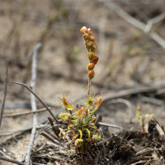 Drosera scorpioides