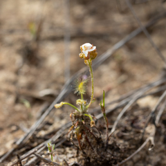 Drosera scorpioides