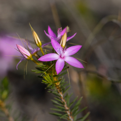 Calytrix decandra