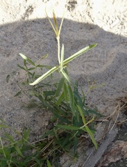 Funastrum hirtellum