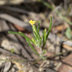 Podotheca angustifolia