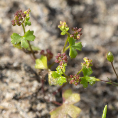 Hydrocotyle callicarpa