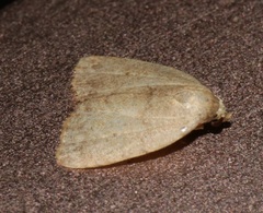 Anachrostis