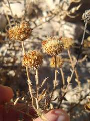 Xanthisma blephariphyllum