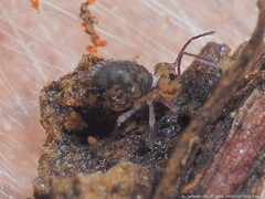 Ptenothrix