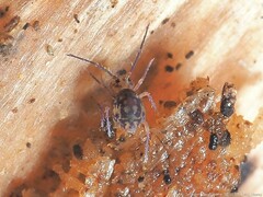 Ptenothrix