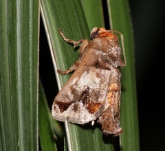 Phlossa conjuncta