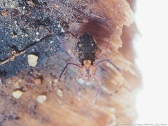 Ptenothrix