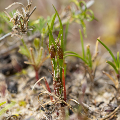 Centrolepis aristata