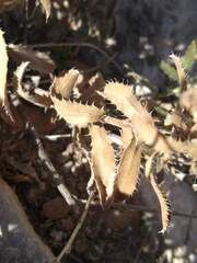 Xanthisma blephariphyllum