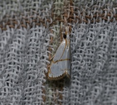 Pseudargyria interruptella