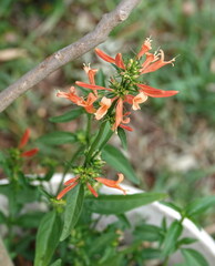 Dicliptera squarrosa