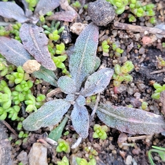 Camissoniopsis micrantha