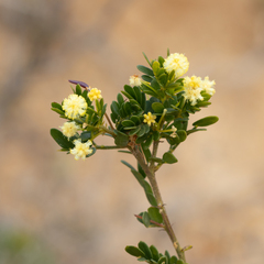 Acacia nigricans