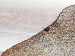 Sminthurinus atrapallidus