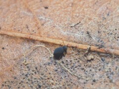 Sminthurinus atrapallidus