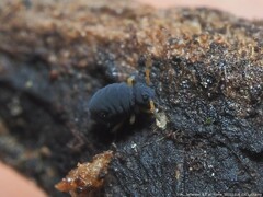 Sminthurinus atrapallidus