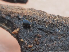 Sminthurinus atrapallidus
