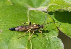 Ichneumon annulatorius