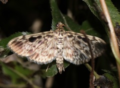 Rhimphaliodes macrostigma