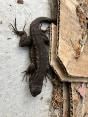 Sceloporus occidentalis