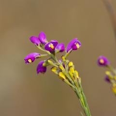 Comesperma virgatum