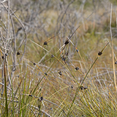 Mesomelaena tetragona