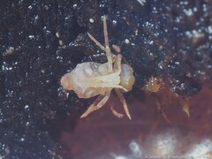 Ptenothrix renateae