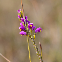 Comesperma virgatum